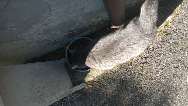 La curiosità uccise il gatto, ma la soddisfazione lo riportò in vita.