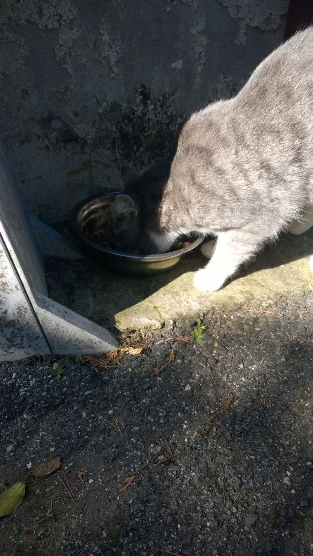  I suoi occhi seducono quando le incantevoli pupille ovali si restringono.