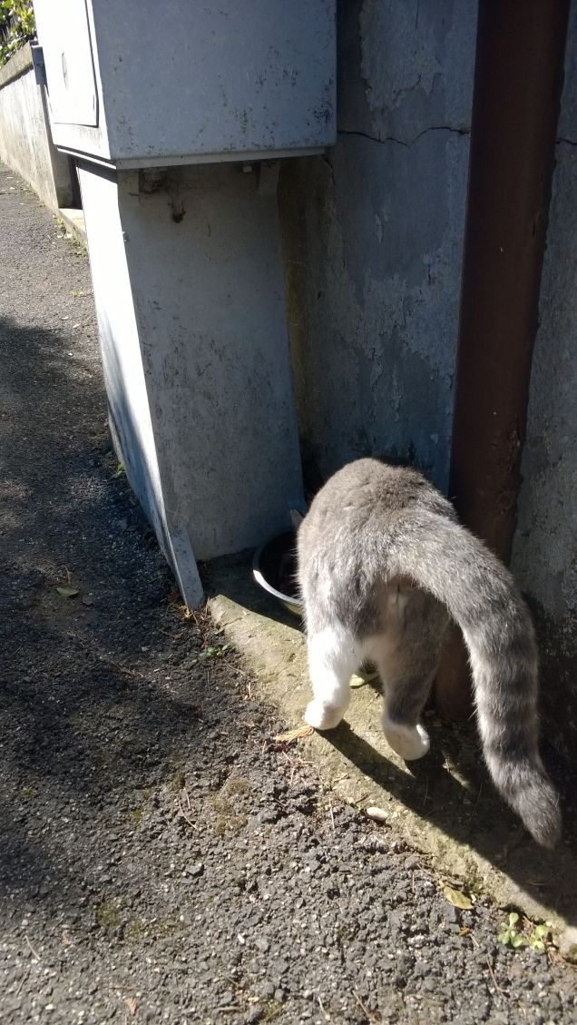  Osservatore implacabile, è un essere contemplativo discreto e riservato,