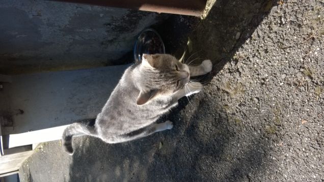 Vive con l’uomo da molto tempo, eppure ha serbato il suo spirito selvatico e ribelle.