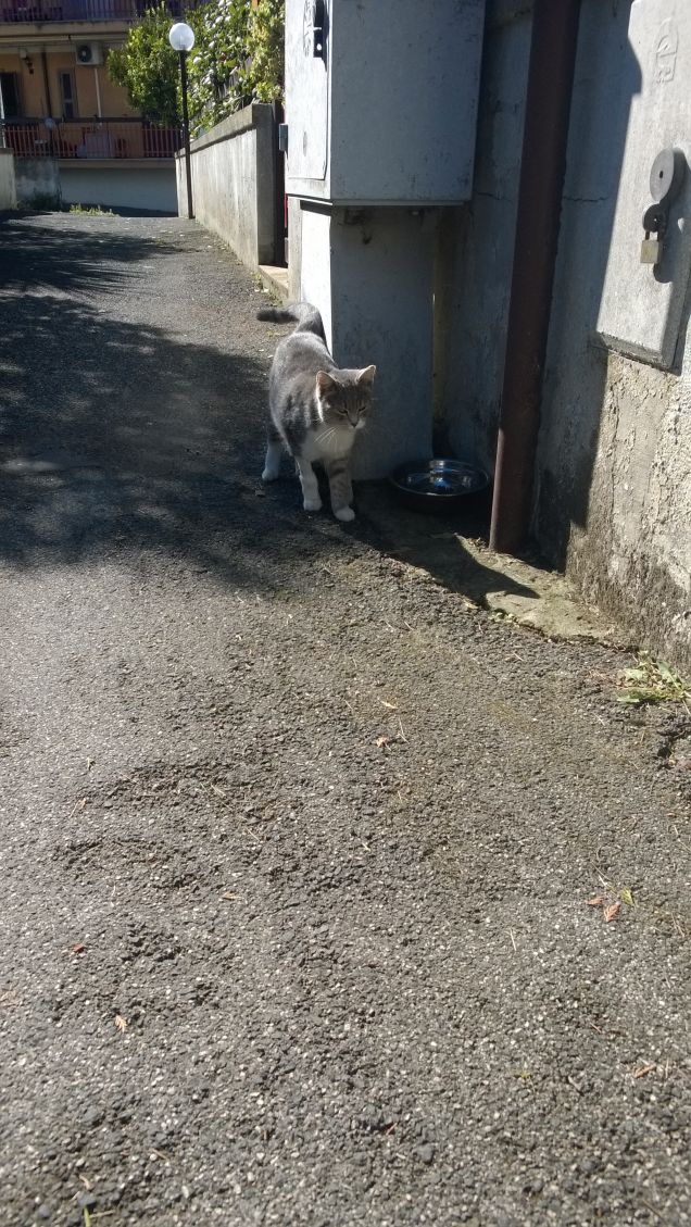  E la libertà il gatto è, al contrario di noi, riuscita a possederla e a farne una filosofia di vita.