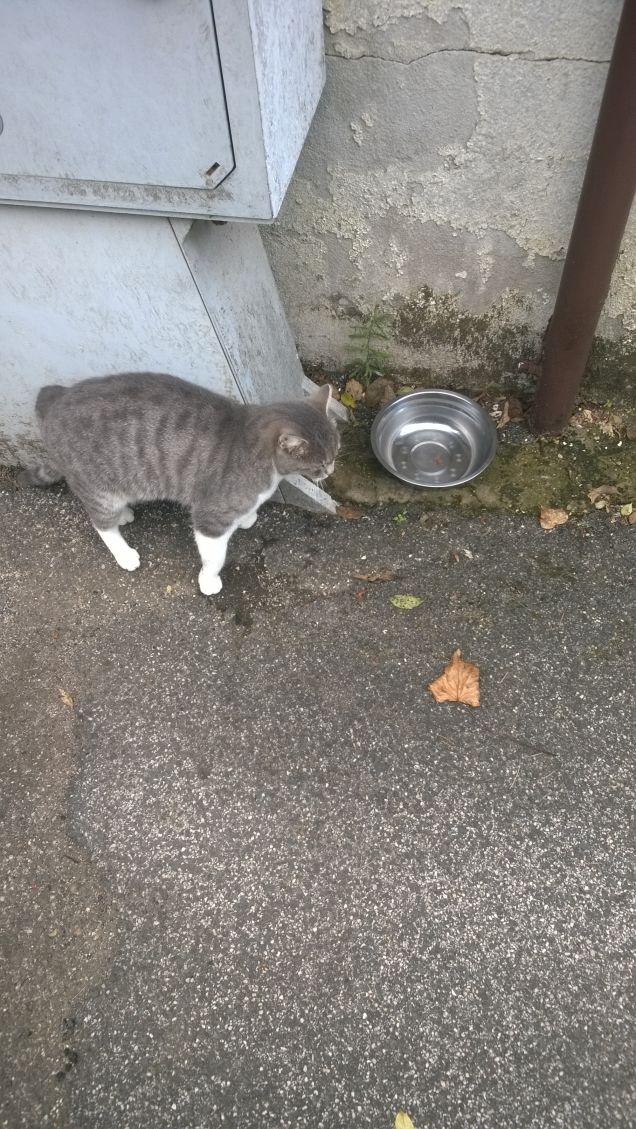 O lo ami o lo odi. Lui è il gatto