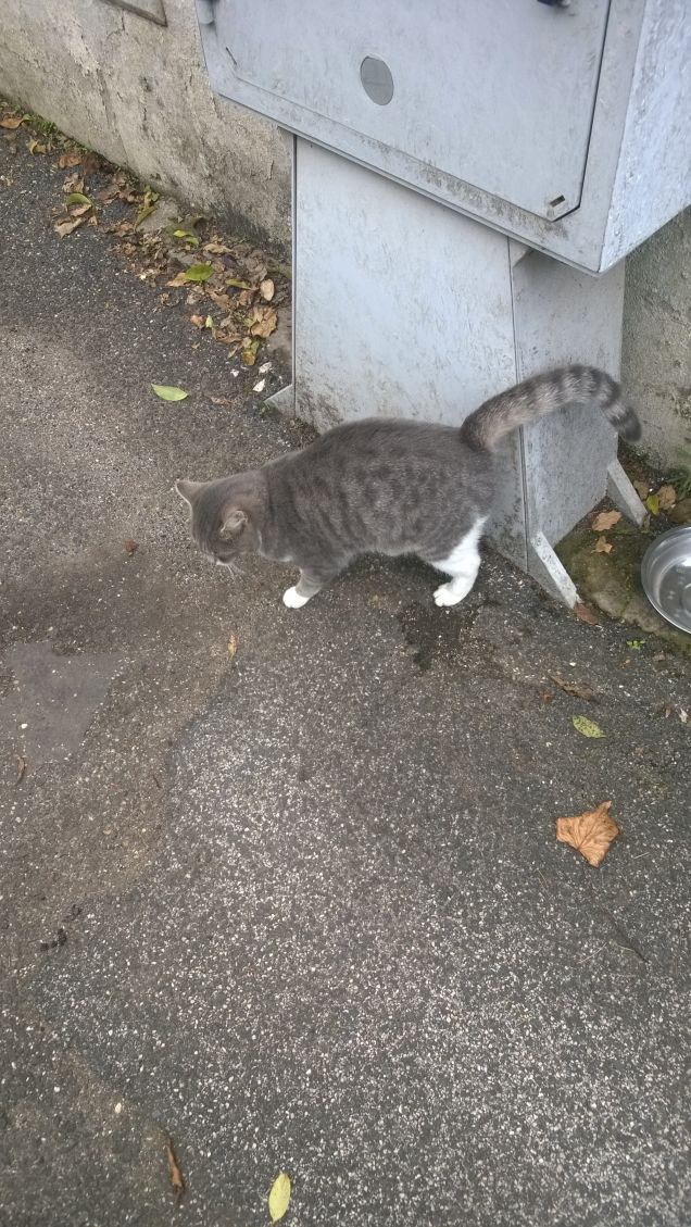 Niente mezze misure con un gatto.