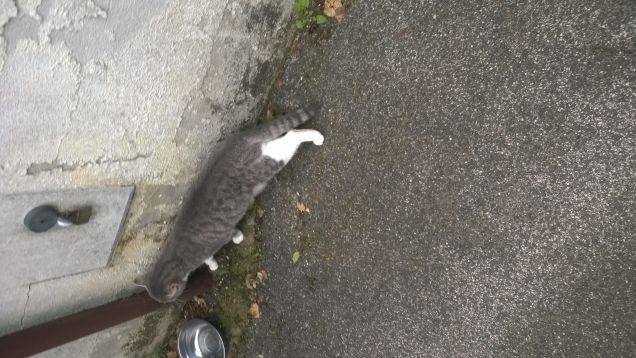  Quale altro animale è in grado di suscitare così tanta curiosità? Senza nulla voler togliere al cane