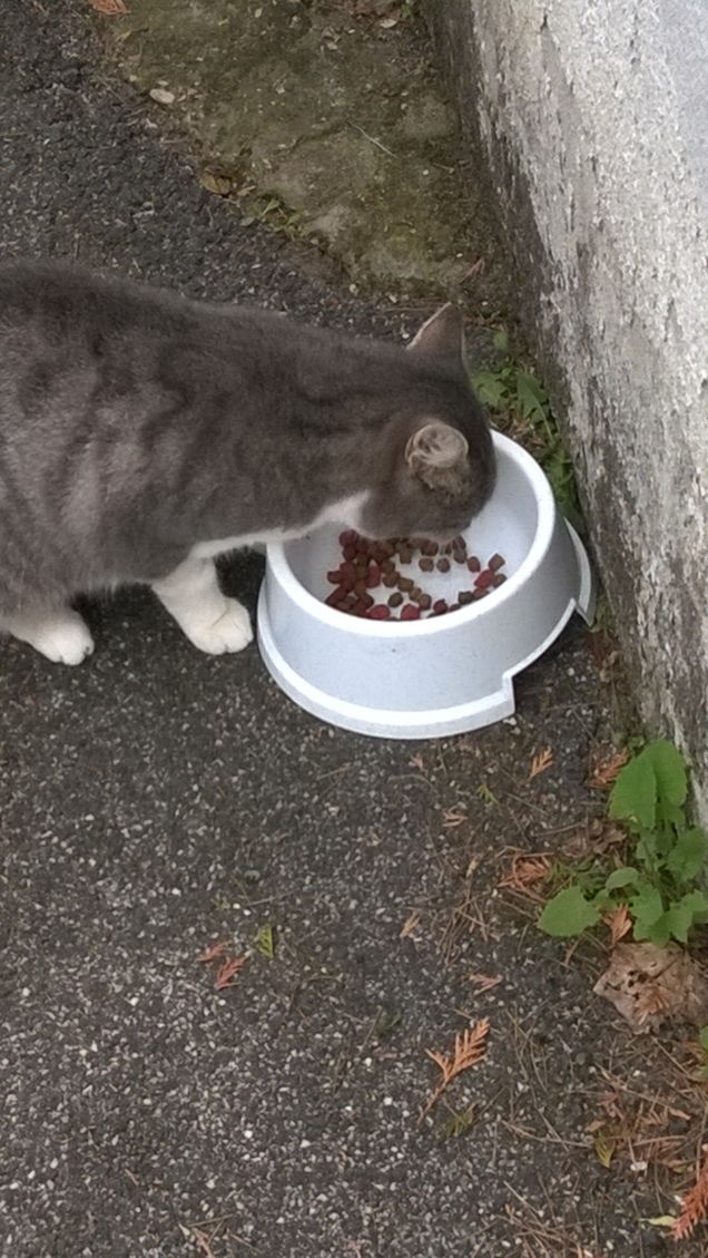 Grazie di esistere, caro gatto.