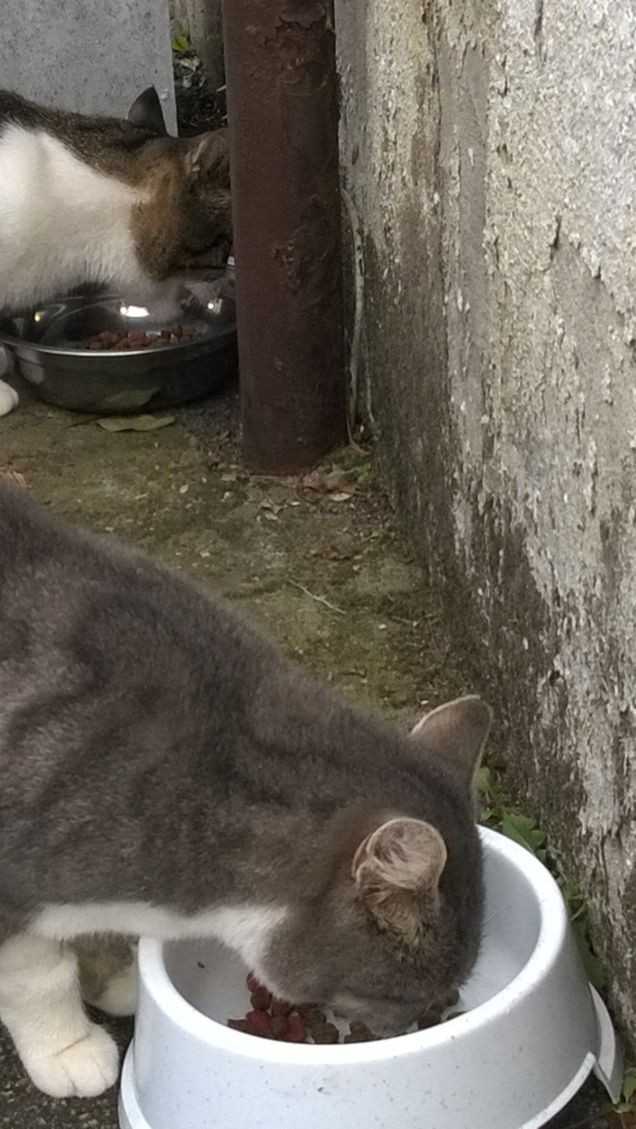 Ogni gatto è unico.