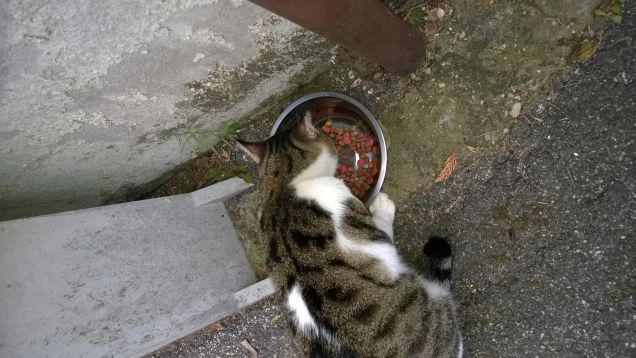 Non è facile conquistare l’amicizia di un gatto. 