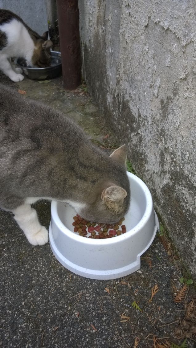 I gatti hanno una vita perfetta: