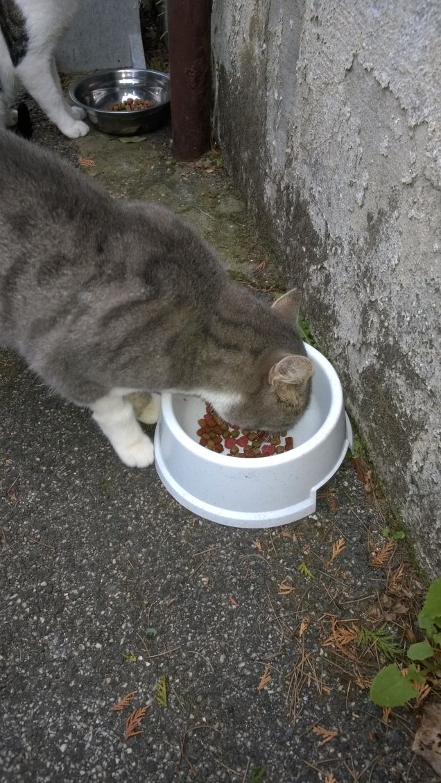 I gatti quando ingrassano sono più belli. 