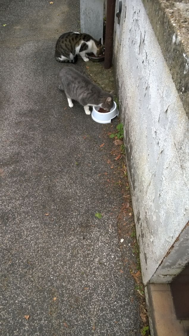 Tenero con le persone che ama, ma sempre pronto a tirar fuori i suoi artigli,