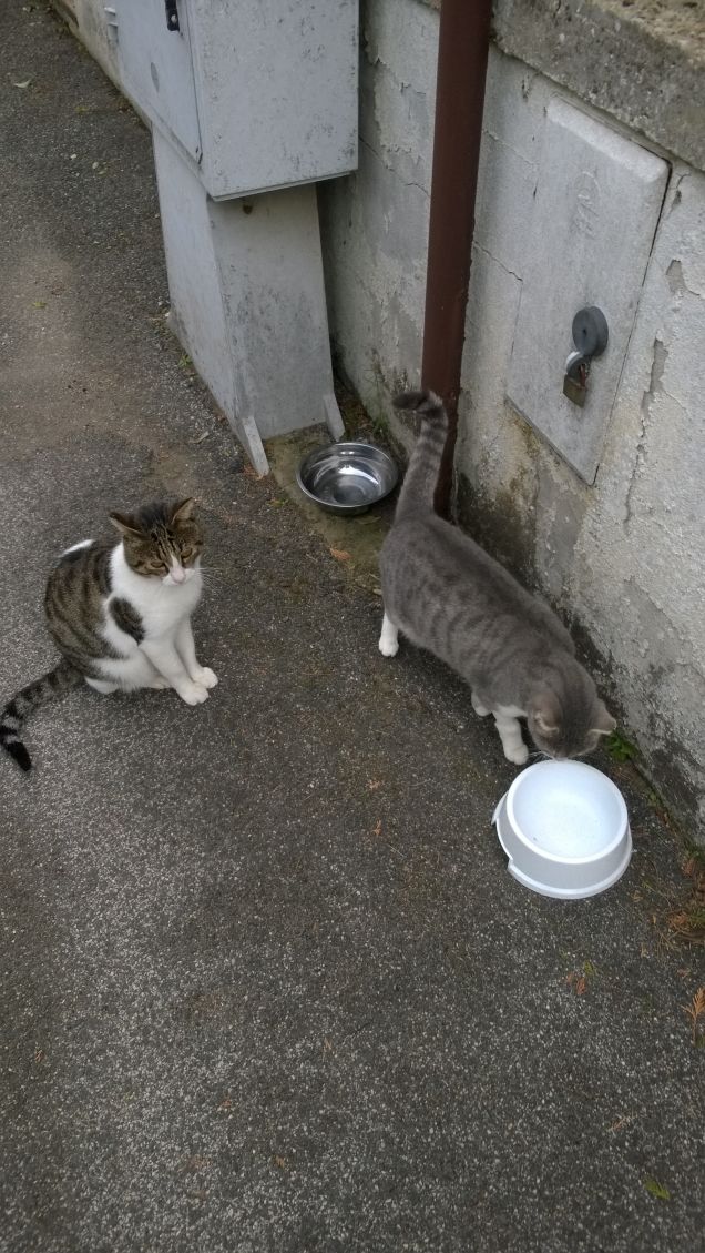 padrone di se stesso 