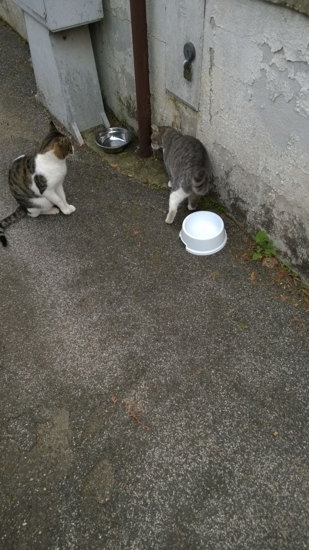  i gatti sanno dosare in modo perfetto dolcezza e crudeltà.