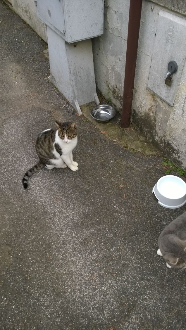 La presenza di un gatto migliora il muro di un giardino in estate e il cuore quando il tempo è cattivo. Judith Merkle Rilke