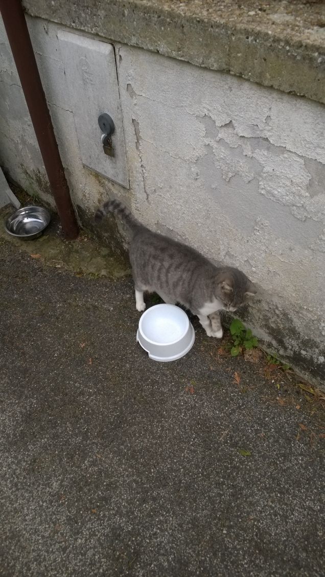 Se i gatti potessero parlare, non lo farebbero. Nan Porter