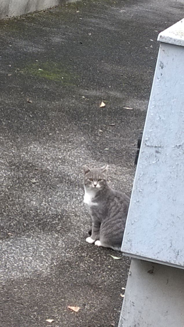 La gatta è una poesia