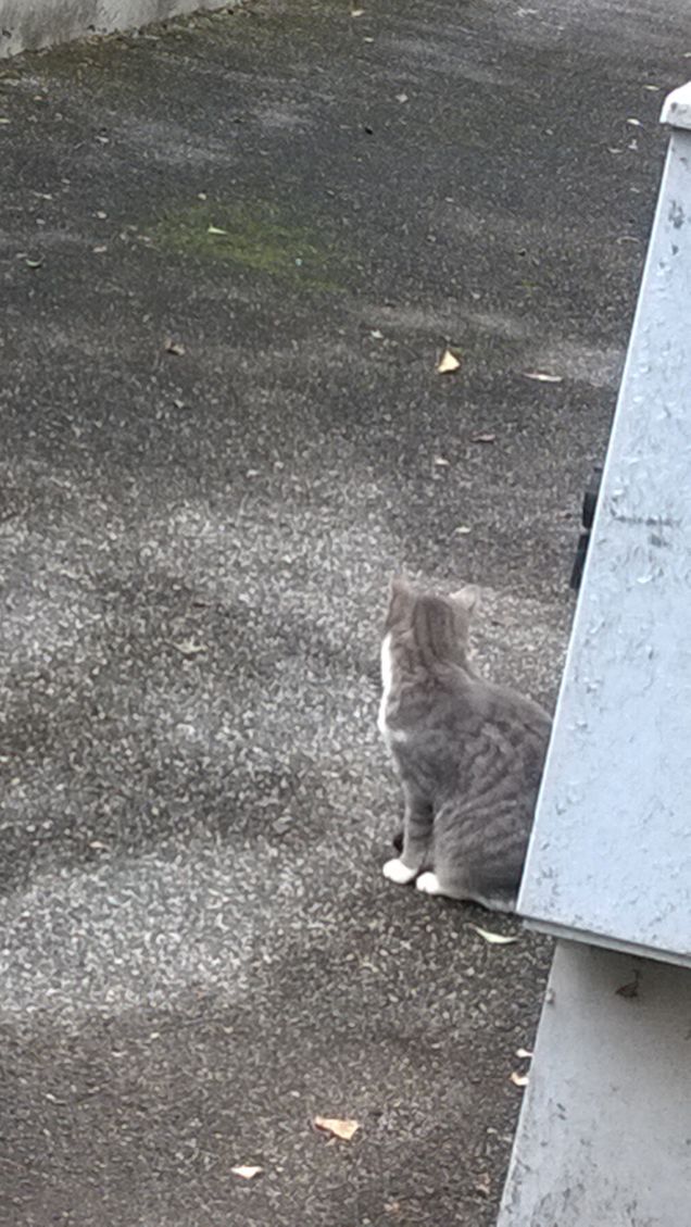 Quando i miei occhi, attratti come da calamita, dolci si volgono a quel gatto che amo e guardo poi in me stesso,
