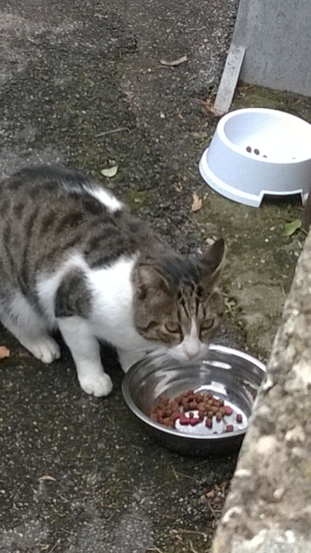 Il gatto è l’unico che può sostenere lo sguardo del Re