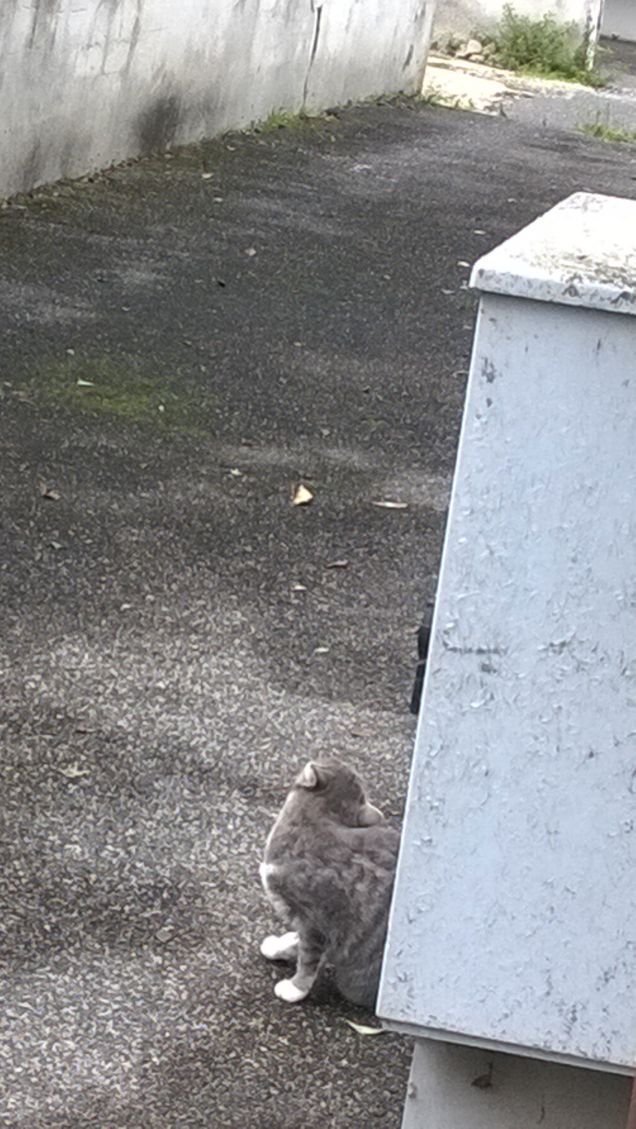  gatti possenti e dolci