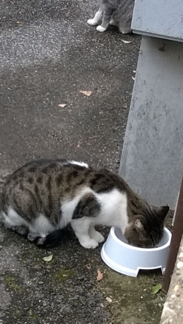 I gatti sono freddolosi e sedentari.