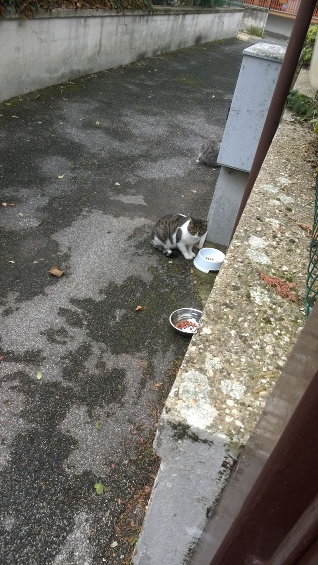 ricercano il silenzio