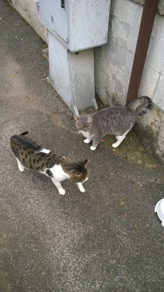 Prendono, meditando, i nobili atteggiamenti delle grandi sfingi .