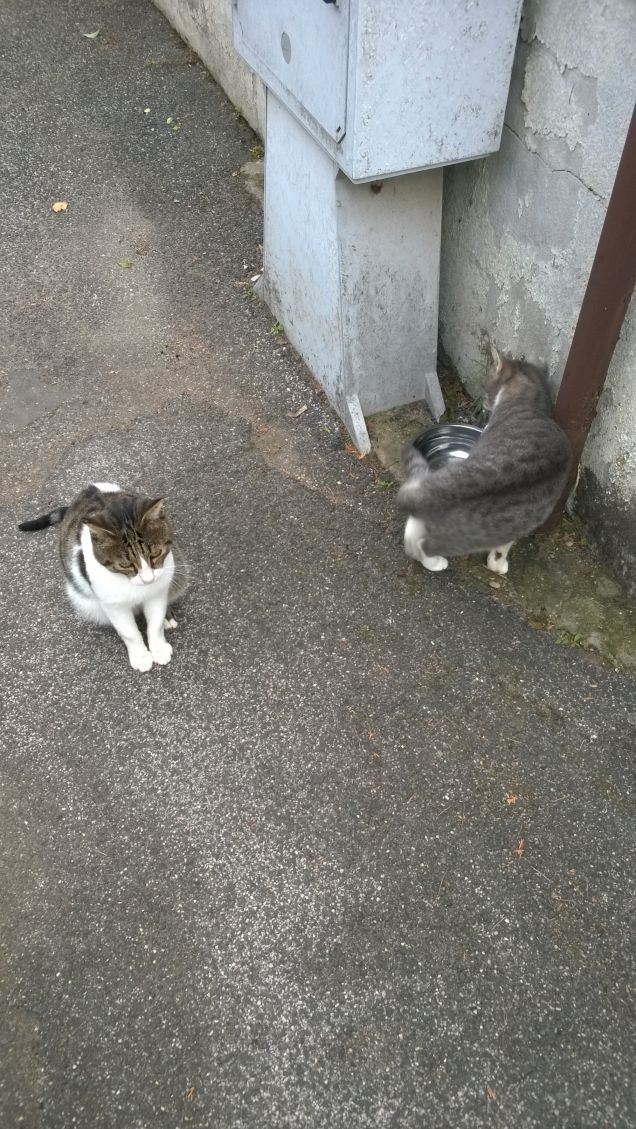 I gatti possono essere molto buffi.