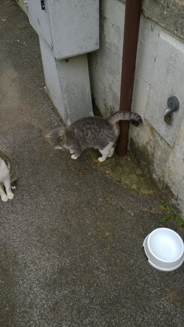 Non è vero che i gatti cadono sempre in piedi.