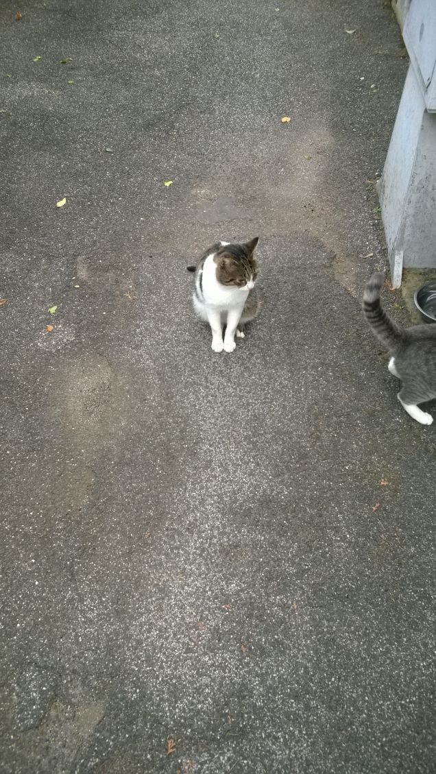  Un vero Gatto cade anche come una pera matura sulla schiena.