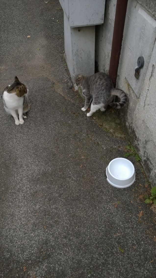I gatti non manifestano i loro pensieri e i loro sentimenti.