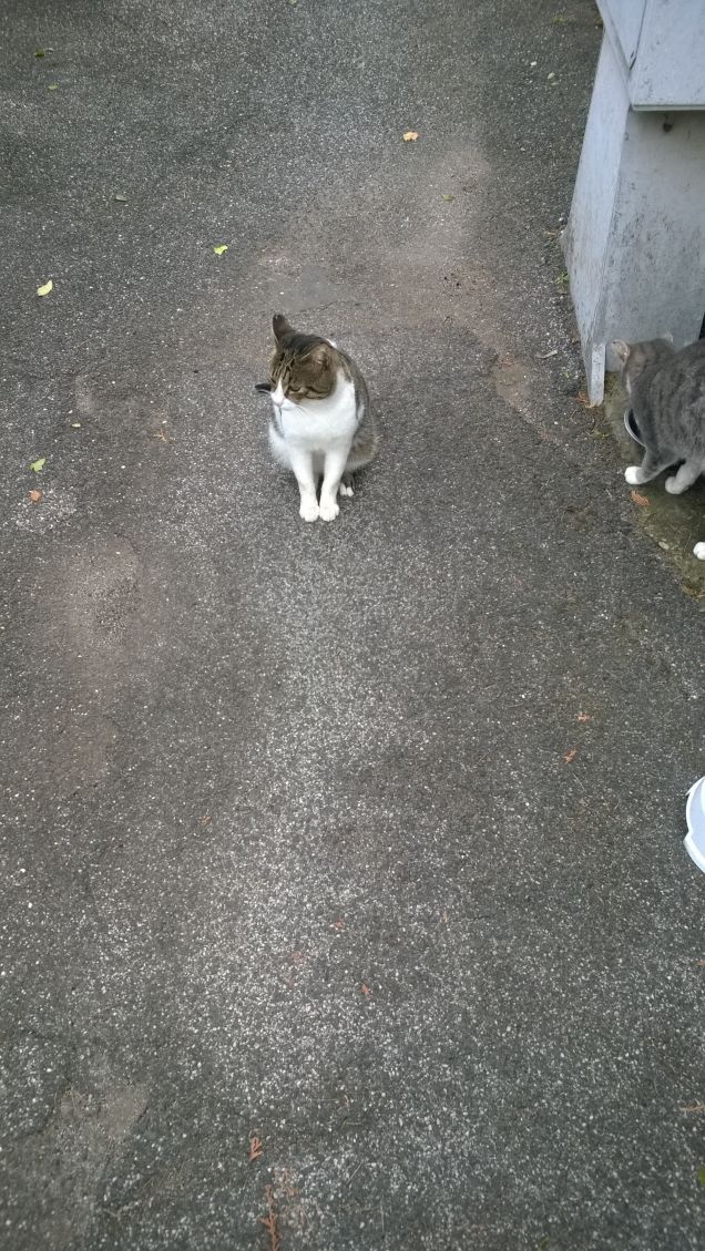 Quando gioco col mio gatto, chi mi dice che io non sia per lui un passatempo più di quanto lo è lui per me? (Montaigne)