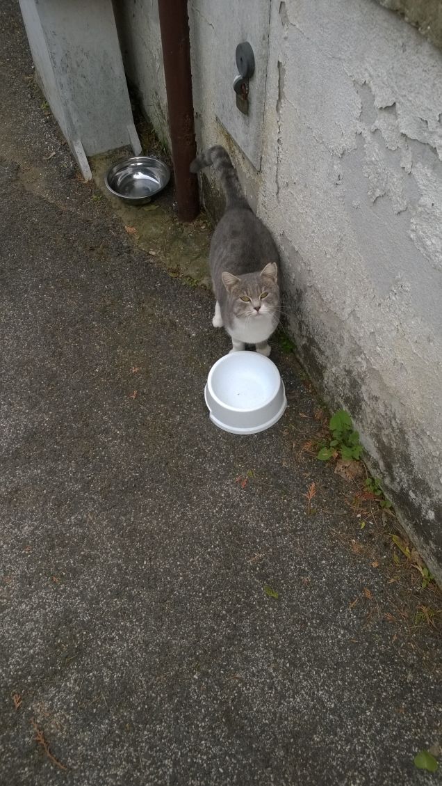 Nessuno che non sia pronto a viziare un gatto riceverà in cambio quella ricompensa che solo i gatti sono in grado di dare a coloro che li viziano (Compton Mackenzie)