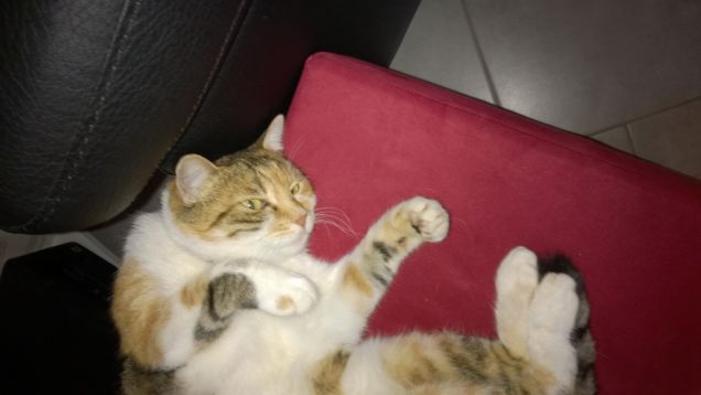 Oggi niente caccia si dorme.