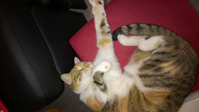 Oggi ho voglia di giocare