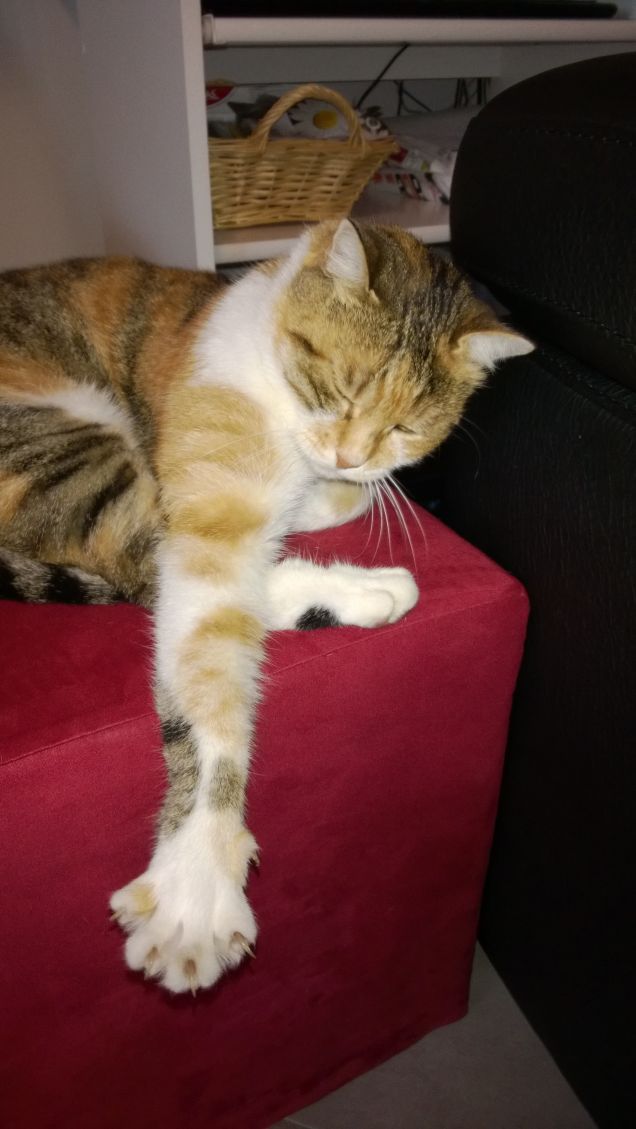 Ho vissuto con diversi maestri Zen – erano tutti dei gatti. (Eckhart Tolle)