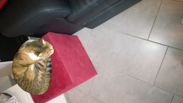 Non è facile conquistare l’amicizia di un gatto. Vi concederà la sua amicizia se mostrerete di meritarne l’onore, ma non sarà mai il vostro schiavo. (Théophile Gautier)