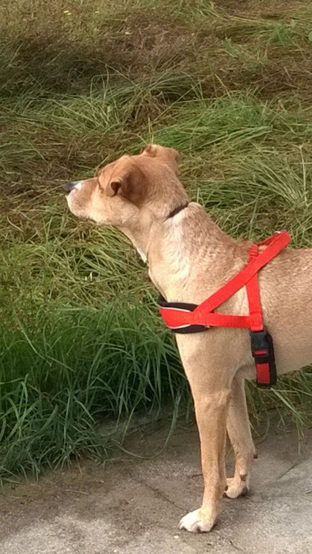 Uno crede di portare fuori il cane a fare pipì mezzogiorno e sera. Grave errore: sono i cani che ci invitano due volte al giorno alla meditazione. (Daniel Pennac)