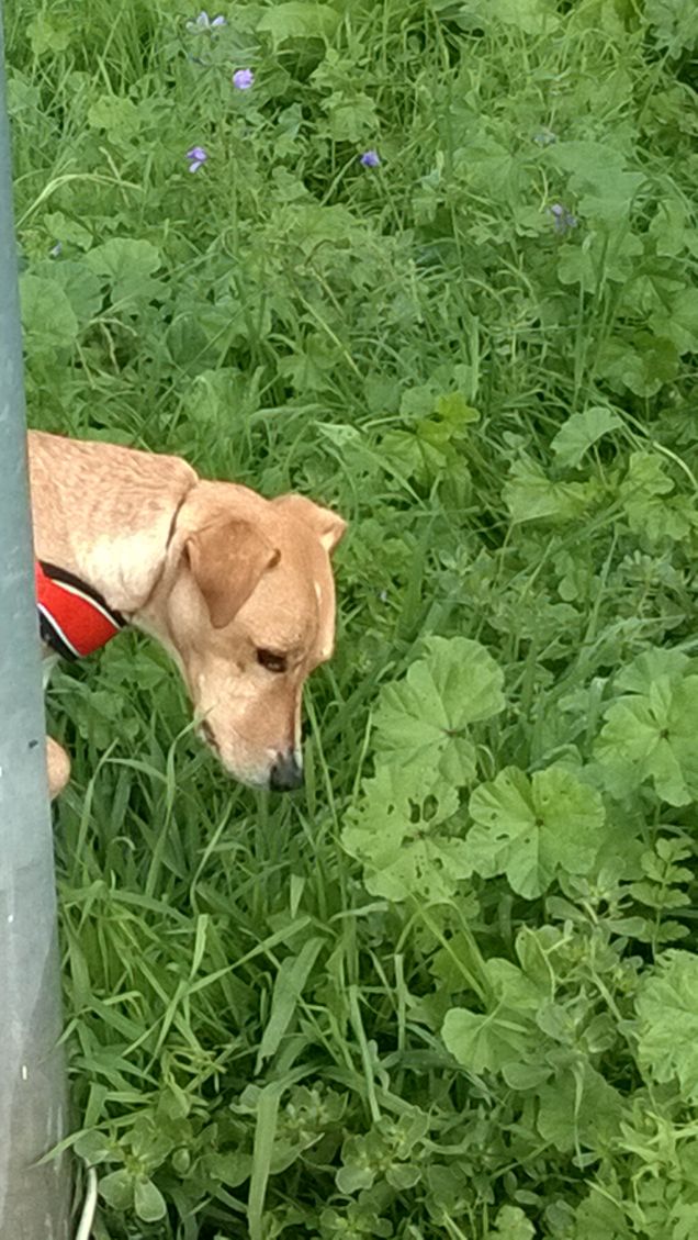 A volte è difficile capire chi comanda in famiglia: se il marito, la moglie, la suocera o la donna di servizio. Ma il cane, lui, non si sbaglia mai. (Marcel Pagnol)