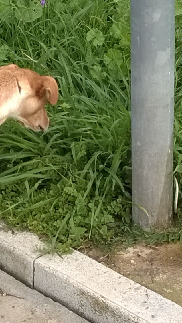 La riconoscenza è una malattia del cane non trasmissibile all’uomo. (Antoine Bernheim)