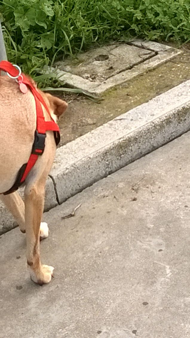 Puoi dire qualsiasi stupidaggine a un cane, e lui ti restituirà uno sguardo che dice: “Mio Dio, hai ragione! Io non ci sarei mai arrivato”. (Dave Barry)