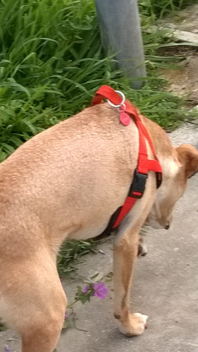 Il solo posto al mondo in cui si può incontrare un uomo degno di questo nome è lo sguardo di un cane. (Romain Gary)