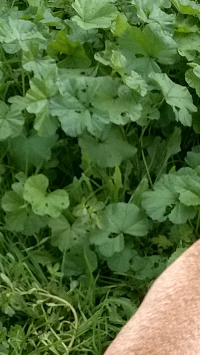 Lasciate entrare il cane coperto di fango, si può lavare il cane e si può lavare il fango.. Ma quelli che non amano nè il cane nè il fango.. quelli no, non si possono lavare. (Jacques Prevert)