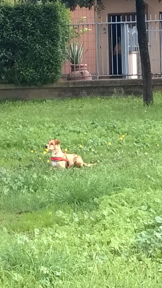 Se hai un cane, hai un amico e più diventerai povero, migliore sarà quell’amico. (Will Rogers)