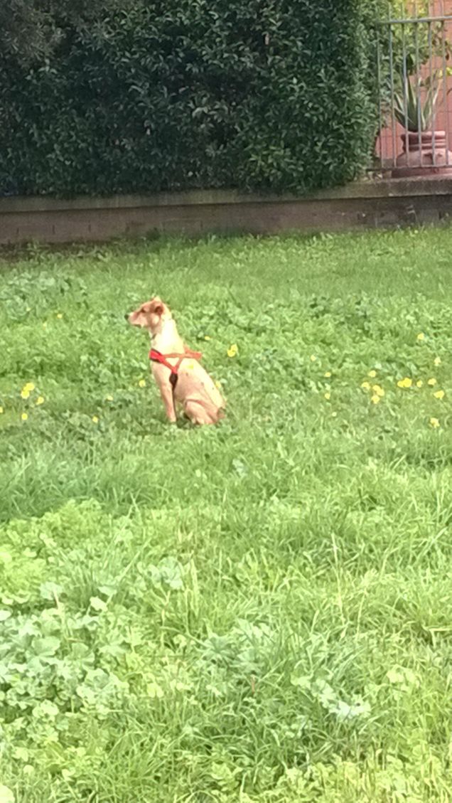 Chi non ha avuto un cane non sa cosa significhi essere amato. (Arthur Schopenhauer)