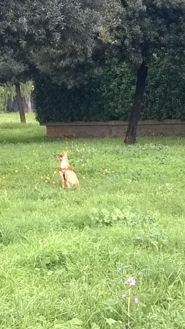 Il mio piccolo cane – un battito di cuore ai miei piedi. (Edith Wharton)