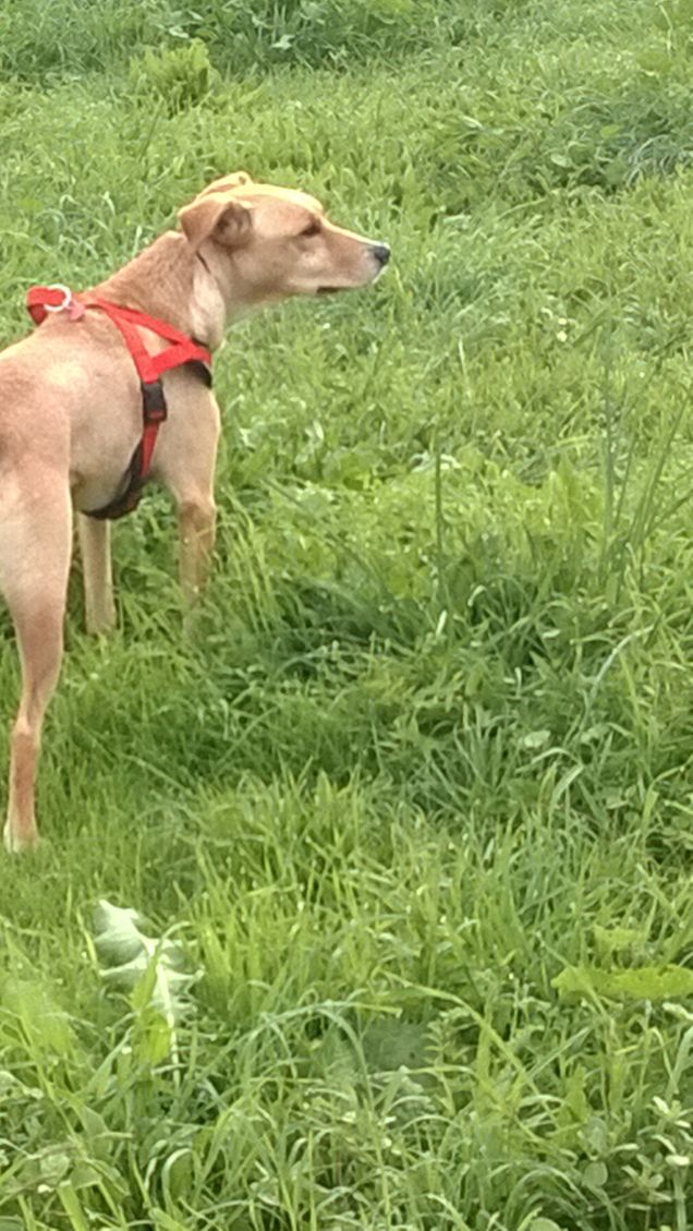 Signore, lasciami essere metà dell’uomo che il mio cane pensa io sia. (Anonimo)