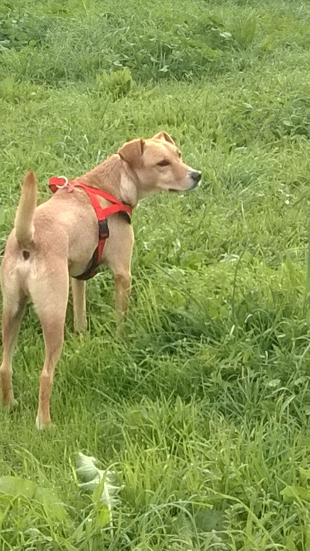 Per il cane, l’uomo rappresenta ciò che Dio dovrebbe essere. (Holbrook Jakson)