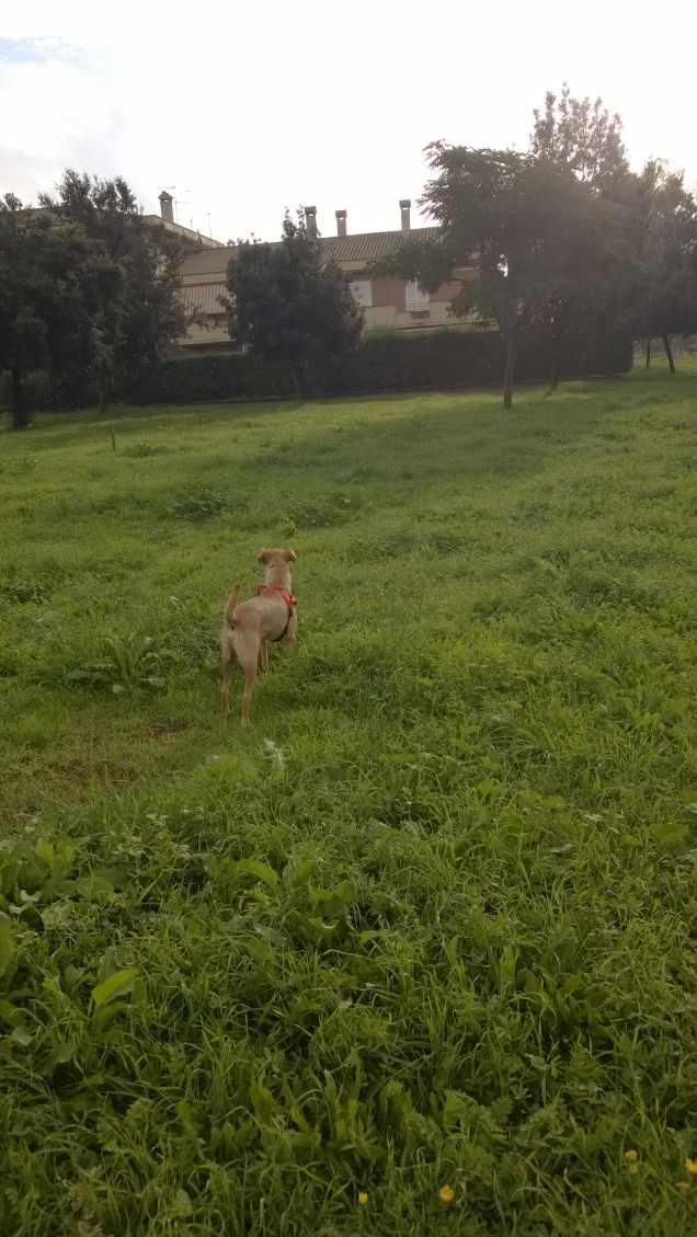 Il più grande amore è quello di una madre; poi di un cane; poi del un cuore di donna. (Proverbio polacco)