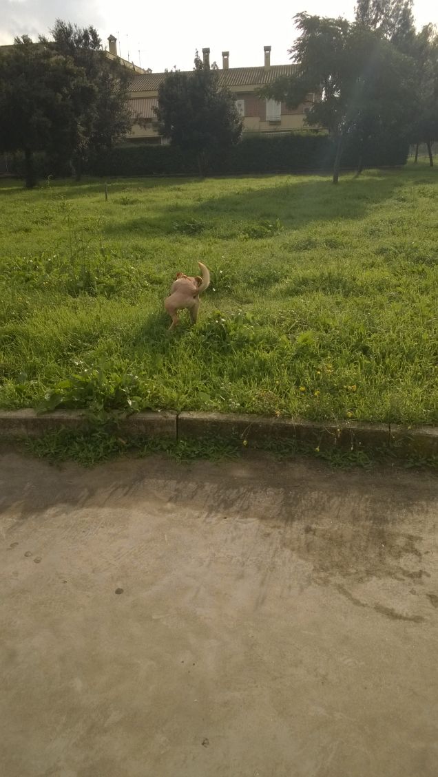 E l’antica amicizia, la gioia di essere cane e di essere uomo tramutata in un solo animale che cammina muovendo sei zampe e una coda intrisa di rugiada. (Pablo Neruda)