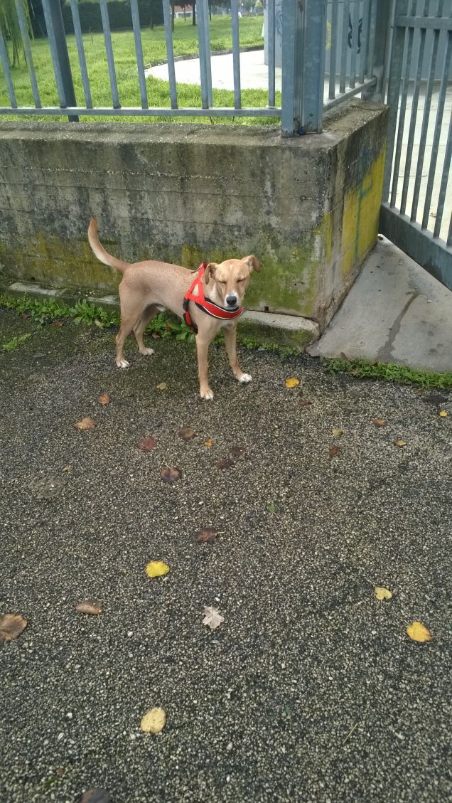 Il lupo non si preoccupa di quante siano le pecore.