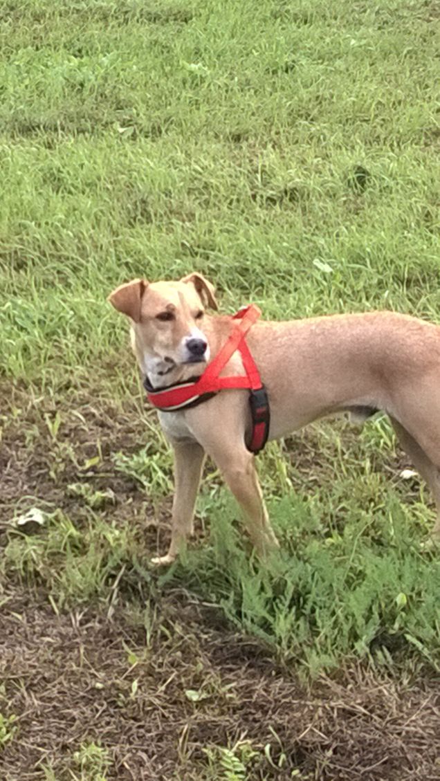 Il cane è un eterno Peter Pan, non invecchia mai, perciò è sempre disponibile ad amare ed essere amato. Aaron Katcher